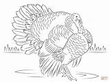 Coloring Turkey Tom Pages Bourbon Red Drawing Para Colorear Printable Pavo sketch template