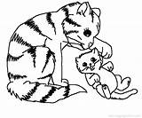 Kitten Coloring Pages Adults Getcolorings sketch template