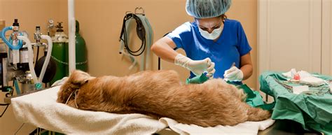 veterinary equipment repair vet equipment service anesthesia machines generators snyder