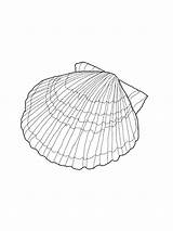 Coloring Seashell Pages Shell Printable Kids Shells Sea Sheets Scallop Color Colouring Drawing Seashells Book Patterns Clipart Bestcoloringpagesforkids Beach Printables sketch template