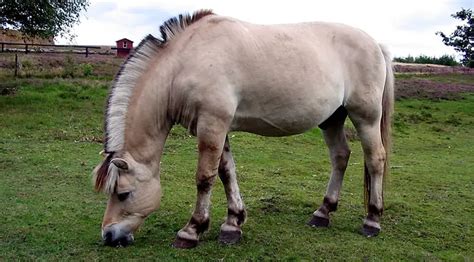 incredible fascinating facts   norwegian fjord horse