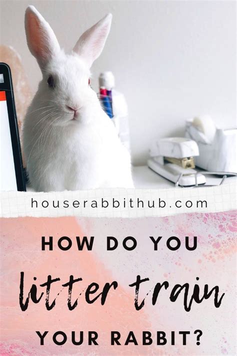 how do you litter train a rabbit house rabbit hub