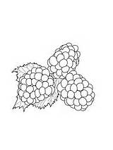 Coloring Blackberry Blackberries Branch Pages Supercoloring Printable sketch template