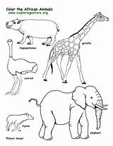Animal Coloring Pages Wild Colouring Printable Animals Getcolorings She sketch template