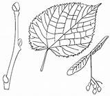 Basswood Leaf Tree Leaves Ostermiller Fruit sketch template