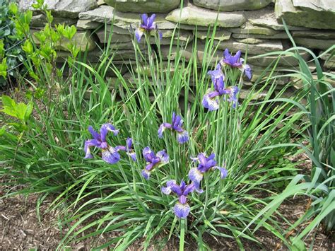 plants  stones siberian iris bloom order