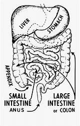 Intestine Drawing Large Intestines Clipart Medium Template Jing Fm sketch template
