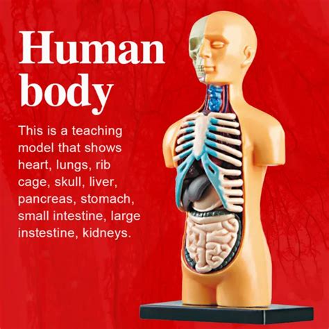 science human body model classroom  removable organs learning diy