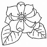 Magnolia Coloring Flower Pages Getcolorings Getdrawings Color sketch template