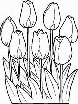 Coloring Tulip Pages Flower Tulips Printable Flowers sketch template