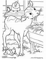 Coloring Calf Pages Baby Cute Farm Printable Cows Calves Barn Colouring Print Para Kids Fun Colorir Desenhos Color Animals Book sketch template