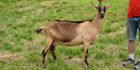 alpine goat colors gms goats