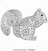 Squirrel Coloring Pages Mandala Quot Sketch Royalty Stock sketch template
