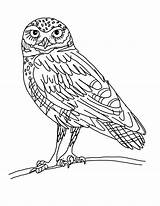 Owl Coloring Pages Burrowing Printable Horned Great Drawing Color Potter Harry Elf Kids Clipart Print Realistic Pic Printables Barred Designlooter sketch template