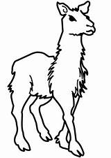 Lama Ausmalbilder Llamas Ausmalen Lamas Alpaka Tiere Colorier Junges Guanacos Moose Modeste Basteln Categorías sketch template