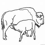 Colorat Calf Desene Bizon Coloring4free Bison Bisonte Planse Colorear Animale Salbatice Clipartbest Fise Bizoni Imaginea Cuvinte Cheie sketch template