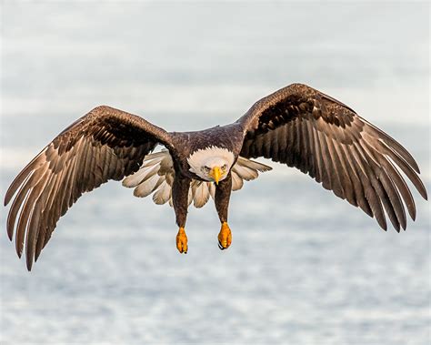 photo bald eagle flying animal bald bird   jooinn