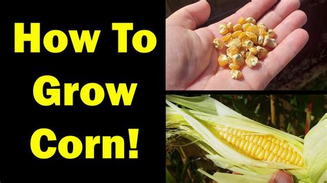 growing corn seed  harvest  definitive guide youtube
