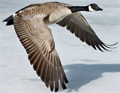canada goose avatar wildearth
