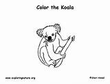 Koala Coloring Pages Bear Printable Kids Sponsors Wonderful Support Please sketch template