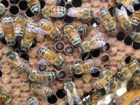 honeybee    queen workers drones talking  bees