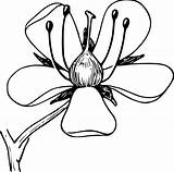 Clipart Corolla 4vector Drawing Liter Wildflowers Svg Clker sketch template