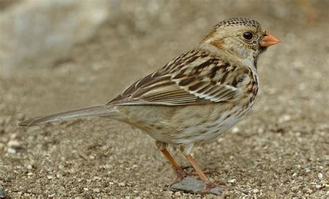 harriss sparrow san diego bird spot