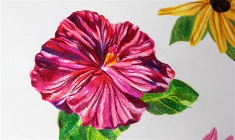 drawing flowers  colored pencils  simple steps craftsy