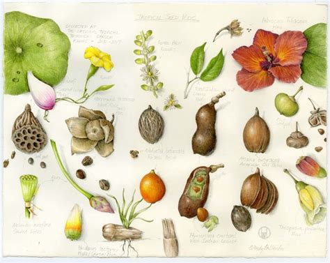 science  art  botanical illustration matters news ntbg