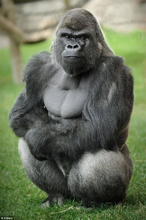 strong gorilla forums