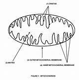Mitochondria Drawing Sketch Chloroplast Drawings Coloring Template Paintingvalley sketch template