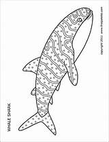 Shark Printable Whale Coloring Pages Templates Firstpalette Sharks Printables sketch template