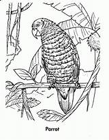 Rainforest Coloringhome Getdrawings sketch template