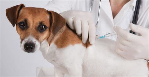 dog vaccination schedule   vaccination questions answered
