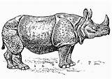 Nashorn Rinoceronte Disegno Rhino Rhinoceros Neushoorn Kleurplaat Badak Colorear Malvorlage Ausmalbild Grote القرن وحيد اسود Vektor Pluspng Kleurplaten Schulbilder sketch template