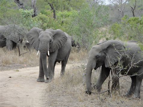 charging elephants south africa save  elephants elephant african elephant