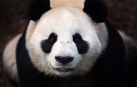 wallpaper face bear panda panda images  desktop section zhivotnye