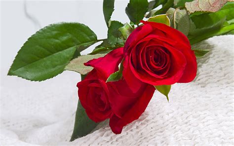 hd red rose wallpaperfree red roses hd wallpapersbeautiful roses