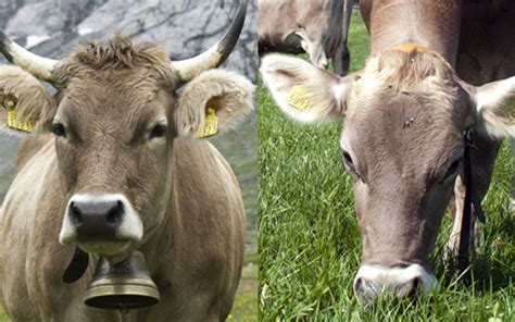 Horn Status In Cattle