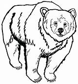 Bear Coloring Angry Pages Getcolorings Grizzly sketch template