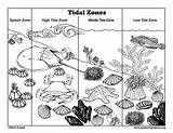 Coloring Zone Zones Tidal Drawings sketch template