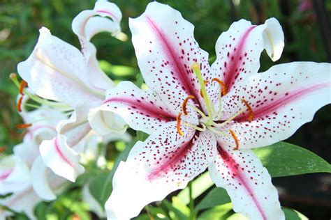star gazer lily  stock photo public domain pictures