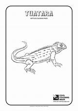 Coloring Tuatara Cool Pages 1654 92kb Print Animals sketch template