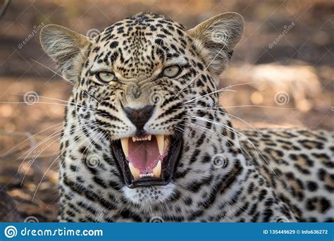 Stunning Looking Male Leopard With Open Mouth Stock Image