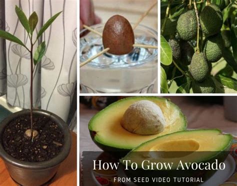 How To Grow Avocados From Seed Fast The Whoot Grow Avocado How To