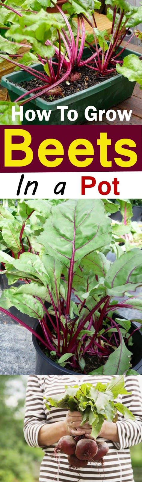 helpful tips   grow beetroot grow beetroot vegetable