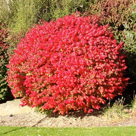 onlineplantcenter  gal flaming red burning bush shrub