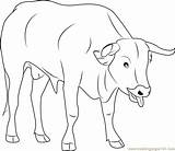 Coloring Bull Pages Cute Bulls Coloringpages101 Printable Color Kids sketch template