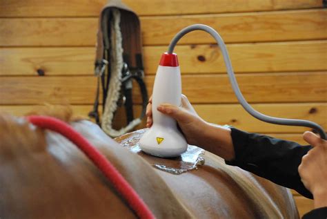 shock wave therapy  horse