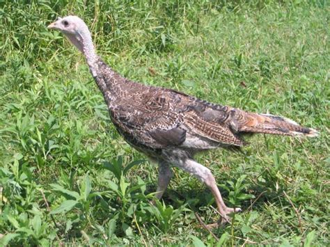 Turkey Color Genetics Lessons Backyard Chickens